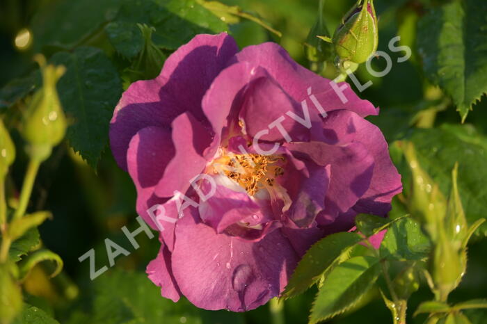 Růže parková 'Rhapsody in Blue' - Rosa S 'Rhapsody in Blue'
