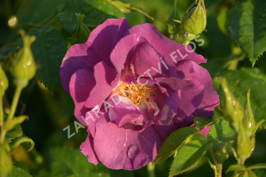 Růže parková 'Rhapsody in Blue' - Rosa S 'Rhapsody in Blue'