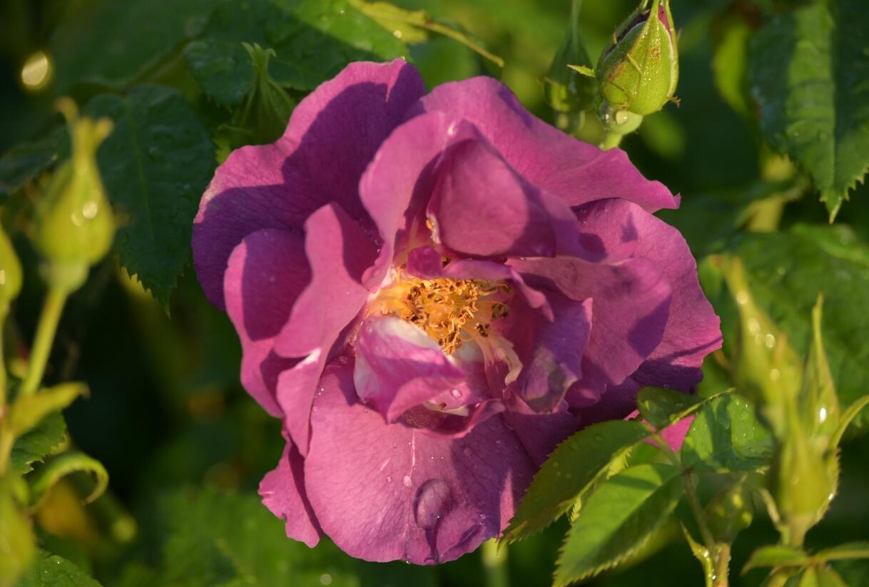 Růže parková 'Rhapsody in Blue' - Rosa S 'Rhapsody in Blue'