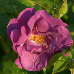 Růže parková 'Rhapsody in Blue' - Rosa S 'Rhapsody in Blue'