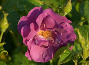 Růže parková 'Rhapsody in Blue' - Rosa S 'Rhapsody in Blue'