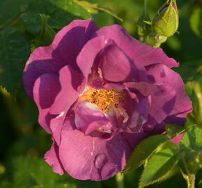 Růže parková 'Rhapsody in Blue' - Rosa S 'Rhapsody in Blue'