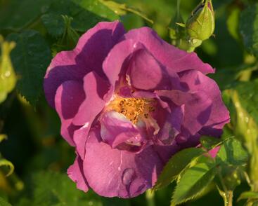 Růže parková 'Rhapsody in Blue'