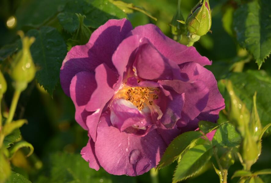 Růže parková 'Rhapsody in Blue' - Rosa S 'Rhapsody in Blue'
