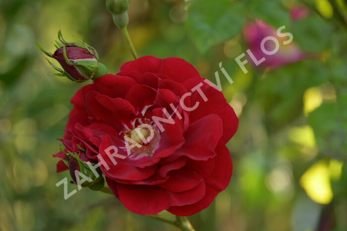 Růže pnoucí Kordes 'Amadeus' - Rosa PN 'Amadeus'