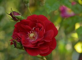 Růže pnoucí Kordes 'Amadeus' - Rosa PN 'Amadeus'