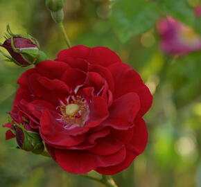 Růže pnoucí Kordes 'Amadeus' - Rosa PN 'Amadeus'