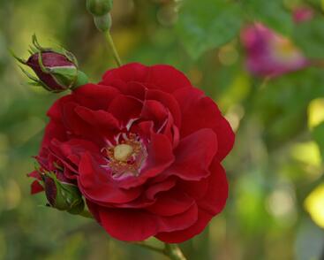 Růže pnoucí Kordes 'Amadeus'