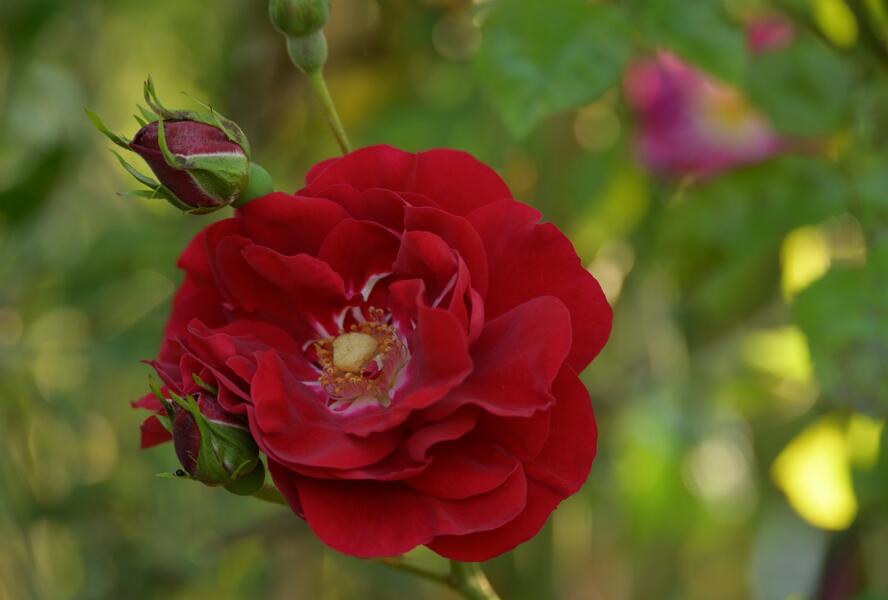 Růže pnoucí Kordes 'Amadeus' - Rosa PN 'Amadeus'