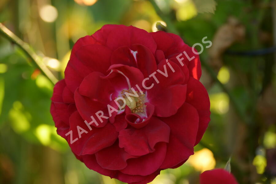 Růže pnoucí Kordes 'Amadeus' - Rosa PN 'Amadeus'