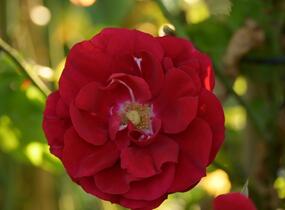 Růže pnoucí Kordes 'Amadeus' - Rosa PN 'Amadeus'