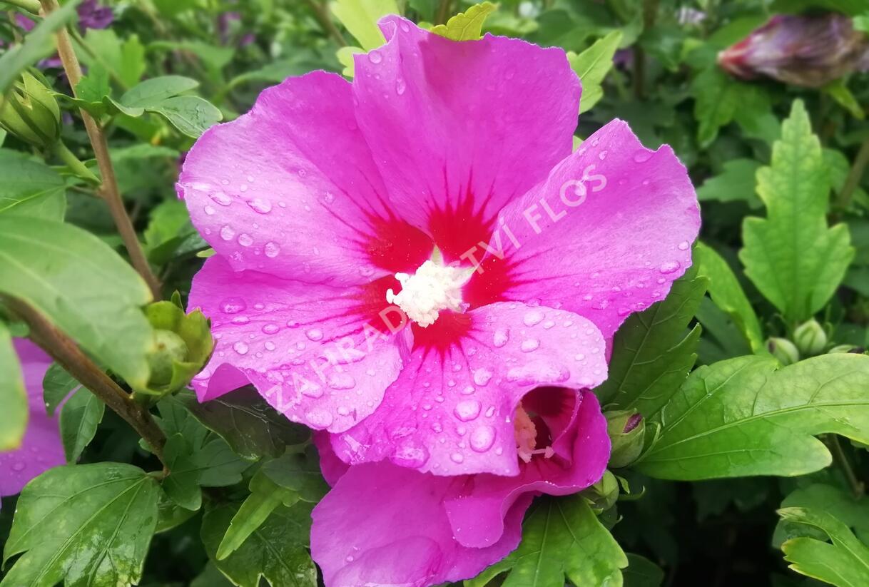 Ibišek syrský 'Russian Violet' - Hibiscus syriacus 'Russian Violet'