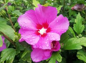 Ibišek syrský 'Russian Violet' - Hibiscus syriacus 'Russian Violet'