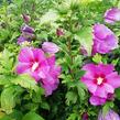 Ibišek syrský 'Russian Violet' - Hibiscus syriacus 'Russian Violet'