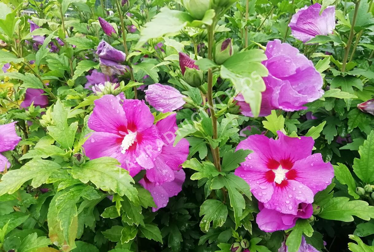 Ibišek syrský 'Russian Violet' - Hibiscus syriacus 'Russian Violet'