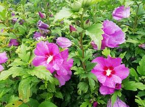 Ibišek syrský 'Russian Violet' - Hibiscus syriacus 'Russian Violet'