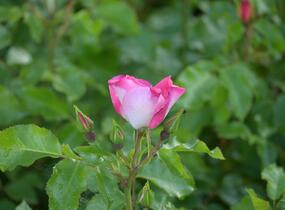 Růže mnohokvětá Kordes 'Dolomiti' - Rosa MK 'Dolomiti'