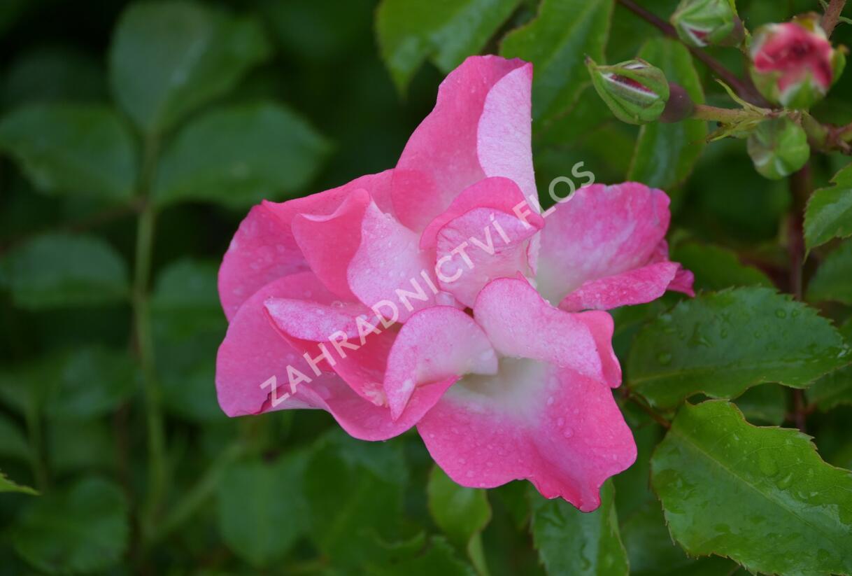 Růže mnohokvětá Kordes 'Dolomiti' - Rosa MK 'Dolomiti'