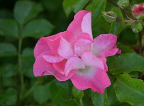 Růže mnohokvětá Kordes 'Dolomiti' - Rosa MK 'Dolomiti'