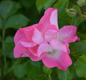 Růže mnohokvětá Kordes 'Dolomiti' - Rosa MK 'Dolomiti'