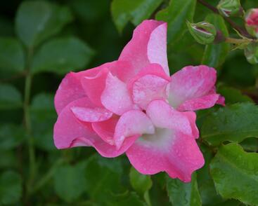 Růže mnohokvětá Kordes 'Dolomiti'