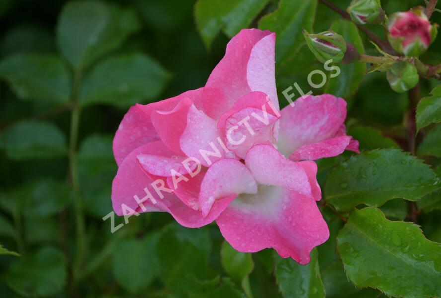 Růže mnohokvětá Kordes 'Dolomiti' - Rosa MK 'Dolomiti'