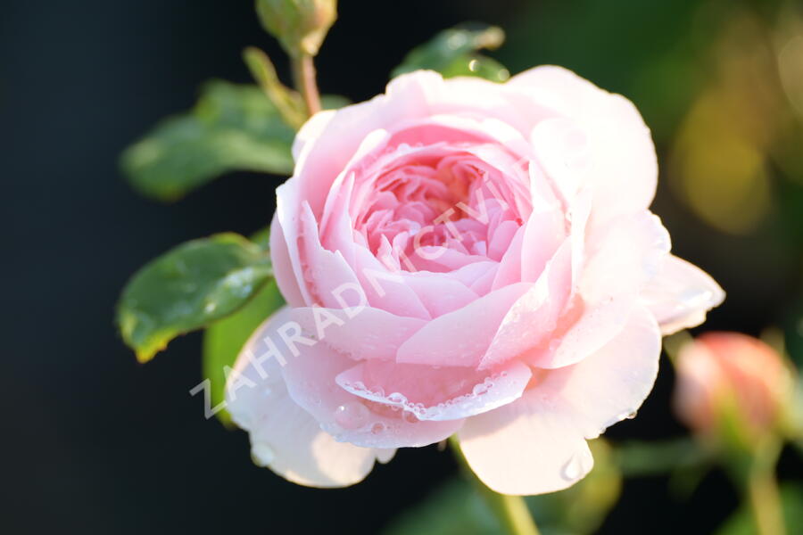 Anglická růže Davida Austina 'Queen of Sweden' - Rosa S 'Queen of Sweden'