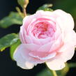 Anglická růže Davida Austina 'Queen of Sweden' - Rosa S 'Queen of Sweden'