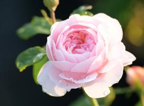 Růže anglická David Austin 'Queen of Sweden' - Rosa S 'Queen of Sweden'