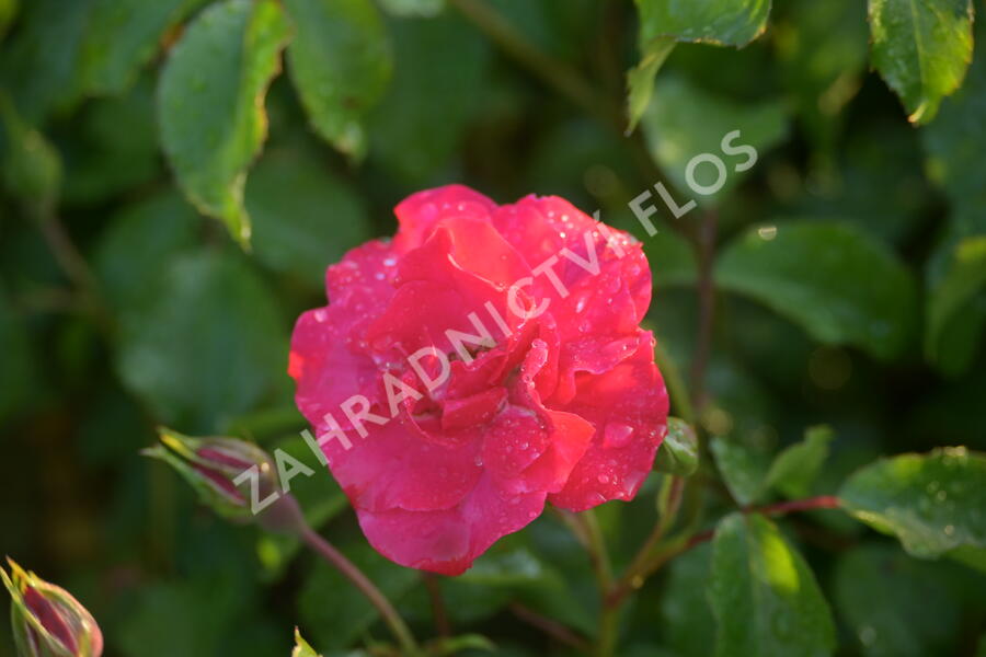 Růže mnohokvětá Kordes 'Rotilia' - Rosa MK 'Rotilia'