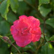Růže mnohokvětá Kordes 'Rotilia' - Rosa MK 'Rotilia'