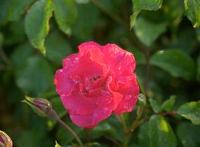 Růže mnohokvětá Kordes 'Rotilia' - Rosa MK 'Rotilia'