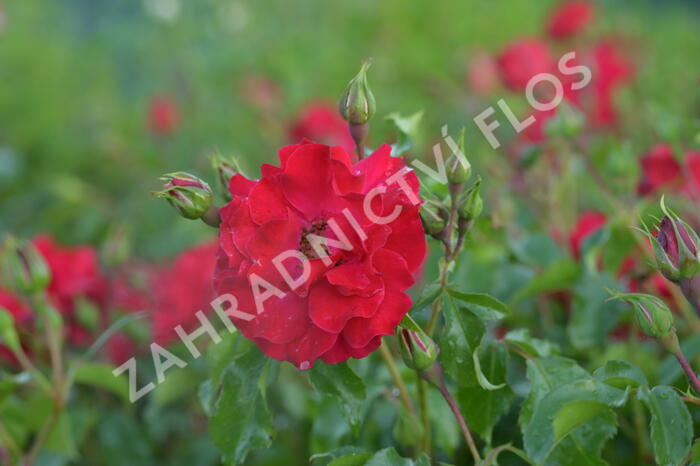 Růže mnohokvětá Kordes 'Rotilia' - Rosa MK 'Rotilia'