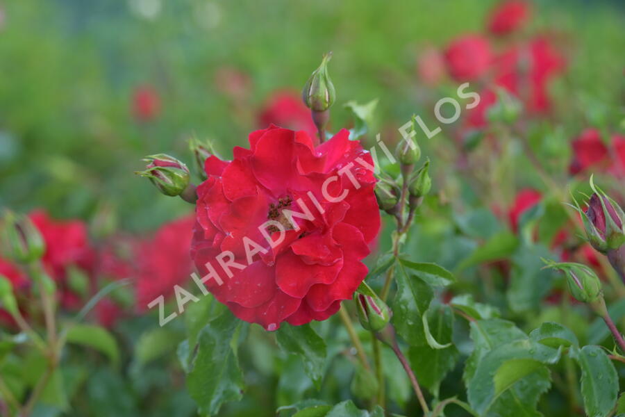 Růže mnohokvětá Kordes 'Rotilia' - Rosa MK 'Rotilia'