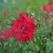 Růže mnohokvětá Kordes 'Rotilia' - Rosa MK 'Rotilia'
