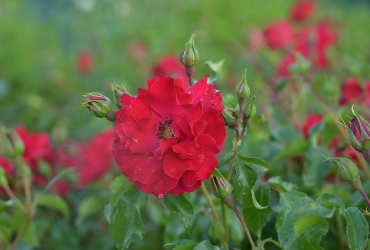 Růže mnohokvětá Kordes 'Rotilia' - Rosa MK 'Rotilia'