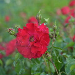 Růže mnohokvětá Kordes 'Rotilia' - Rosa MK 'Rotilia'