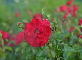 Růže mnohokvětá Kordes 'Rotilia' - Rosa MK 'Rotilia'