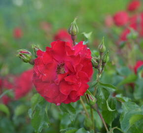 Růže mnohokvětá Kordes 'Rotilia' - Rosa MK 'Rotilia'