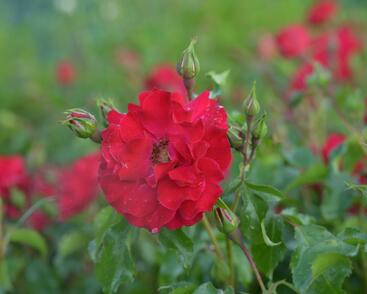 Růže mnohokvětá Kordes 'Rotilia'