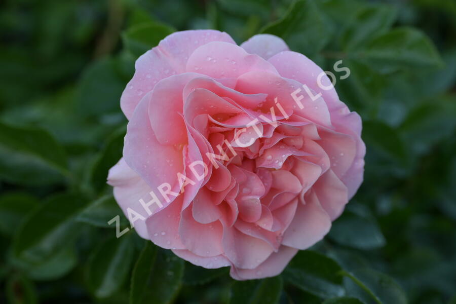 Růže mnohokvětá Kordes 'Sangerhäuser Jubiläums-Rose' ('Cervia') - Rosa MK 'Sangerhäuser Jubiläums-Rose' ('Cervia')