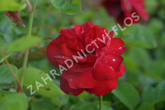 Růže mnohokvětá Kordes 'Lilli Marleen' - Rosa MK 'Lilli Marleen'