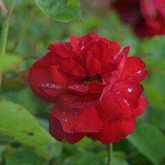 Růže mnohokvětá Kordes 'Lilli Marleen' - Rosa MK 'Lilli Marleen'