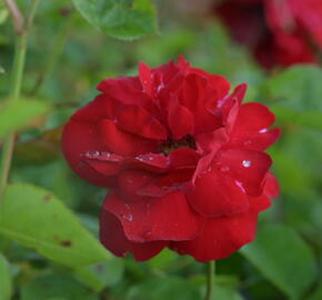 Růže mnohokvětá Kordes 'Lilli Marleen' - Rosa MK 'Lilli Marleen'