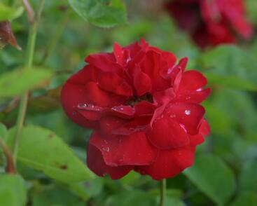 Růže mnohokvětá Kordes 'Lilli Marleen'