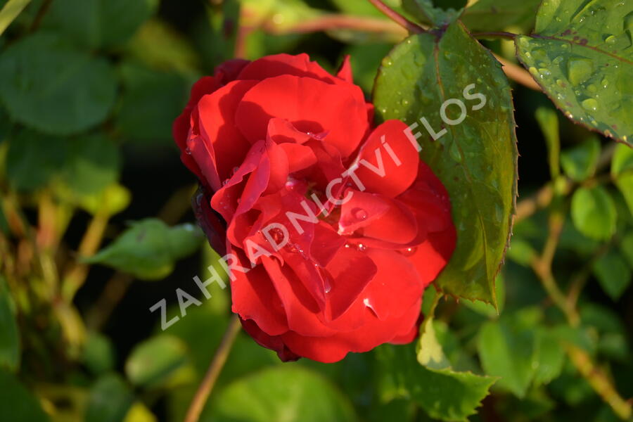 Růže mnohokvětá Kordes 'Lilli Marleen' - Rosa MK 'Lilli Marleen'