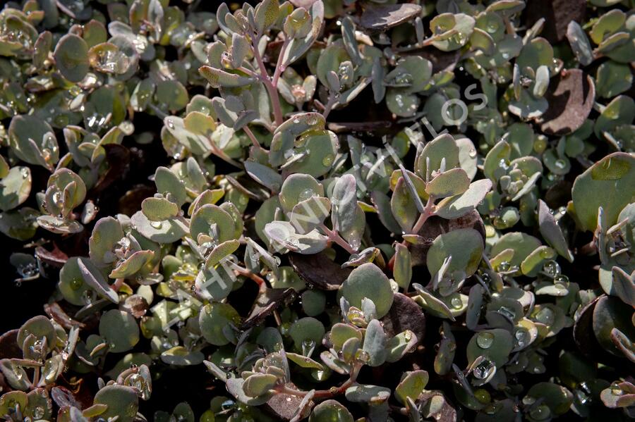 Rozchodník 'Red Sparkler' - Sedum hybridum 'Red Sparkle'