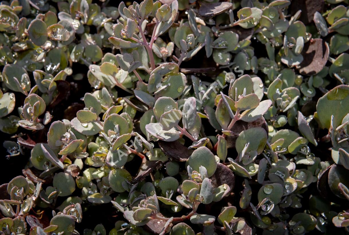 Rozchodník 'Red Sparkler' - Sedum hybridum 'Red Sparkle'