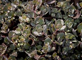 Rozchodník 'Red Sparkler' - Sedum hybridum 'Red Sparkle'