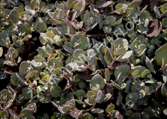 Rozchodník 'Red Sparkler' - Sedum hybridum 'Red Sparkle'